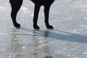 Black lab on a frozen lake