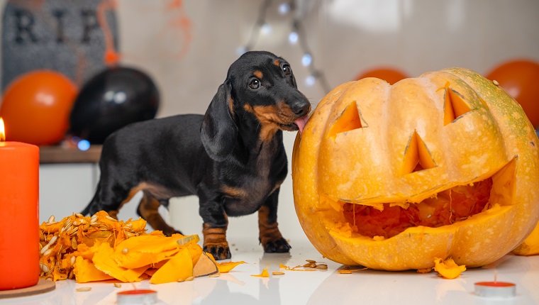 Someone made pumpkin lantern to decorate apartment for a Halloween party. Mischievous dachshund puppy has climbed on table and is trying to eat vegetable while owner is distracted