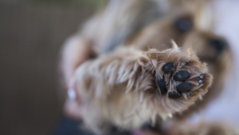 Close-up of a yorkie dog's paw