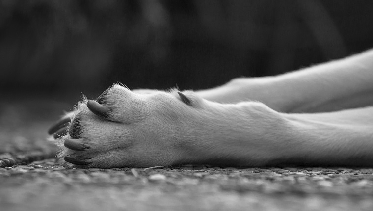 Cropped Image Of Dog On Street