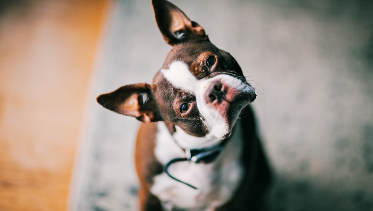 portrait of a Boston Terrier with his head cocked