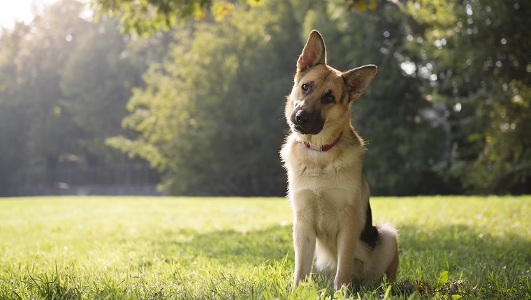 young german shepherd sitting on grass in park and looking with attention at camera, tilting head