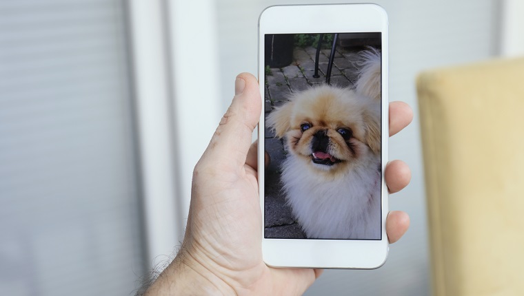 Man in quarantine has a video call with his dog