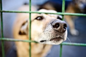 Dog in cage.