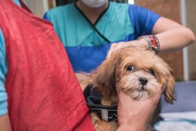 A veterinarian injects 5 in 1 vaccine into the back of an uneasy Lhasa Apso puppy at a local clinic.