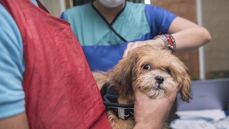 A veterinarian injects 5 in 1 vaccine into the back of an uneasy Lhasa Apso puppy at a local clinic.