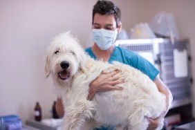 Veternarian holding a big white dog in his arms