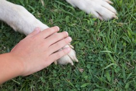 Pet love and togetherness concepts. Boy's hand touching the dog's white paw. Green grass in the background. Horizontal close-up.