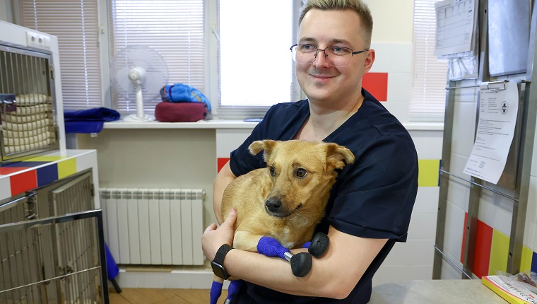 NOVOSIBIRSK, RUSSIA NOVEMBER 19, 2021: Veterinarian Sergei Gorshkov holds an amputee dog named Monika after a surgery to install four prosthetic paws at the Best vet clinic. Animal rights activists found the homeless amputee dog in December 2020 in southern Russia and brought it to Novosibirsk. Kirill Kukhmar/TASS 