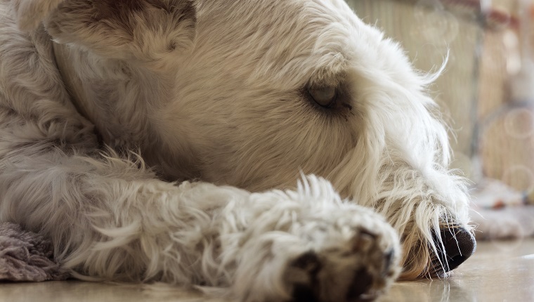 Close up of White Schnauzer asleep.