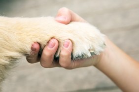 A child boy's hand is shaking the paw of a Golden Retriever dog the background is a blurred deck.