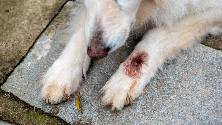 Close-up and selective focus of paw of white German Shephardinfected with botfly