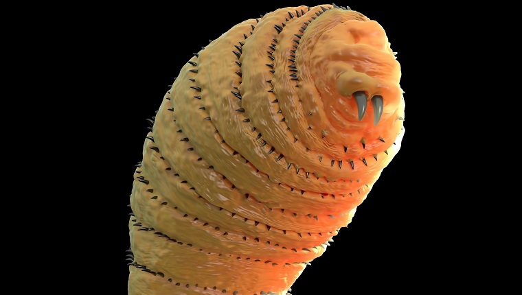 Botfly ,Bot fly larva or Gasterophilus parasitic fly larva