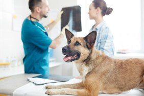 Ill german shephers lying on medical table while vet commenting its x-ray image to owner