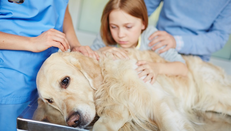 Sick mammal with veterinarian, young girl and man near by