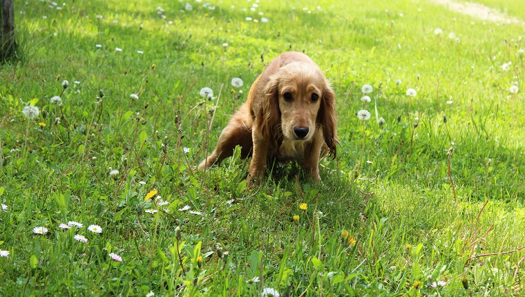 Cocker spaniel is peeing.
