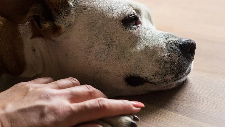 Hands holding paws dog are taking shake hand together while he is sleeping or resting