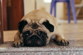 Portrait of pug,Hanoi,Vietnam