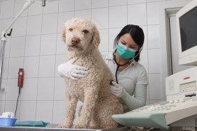 Young veterinarian examining dog in medical clinic