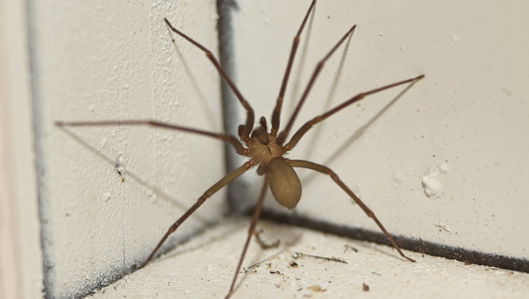 Small brown recluse spider climbing a wall.