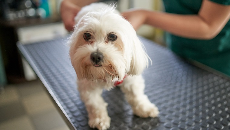 Veterinarian doctor giving vaccine