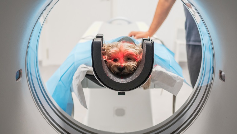 Little dog lying on table ear MRI equipment while being scanned in modern veterinary clinic by anonymous veterinarian