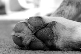 Close-Up Of Dog Paw