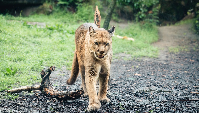 The cougar (Puma concolor), also known as the puma, mountain lion, panther, or catamount.