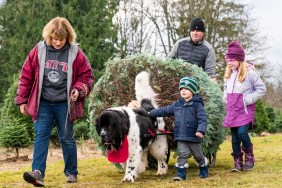 Family walking alongside Newfoundland dog pulling their Christmas tree for decorating.