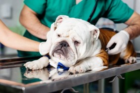 Dog examination by veterinary doctor with stethoscope in clinic