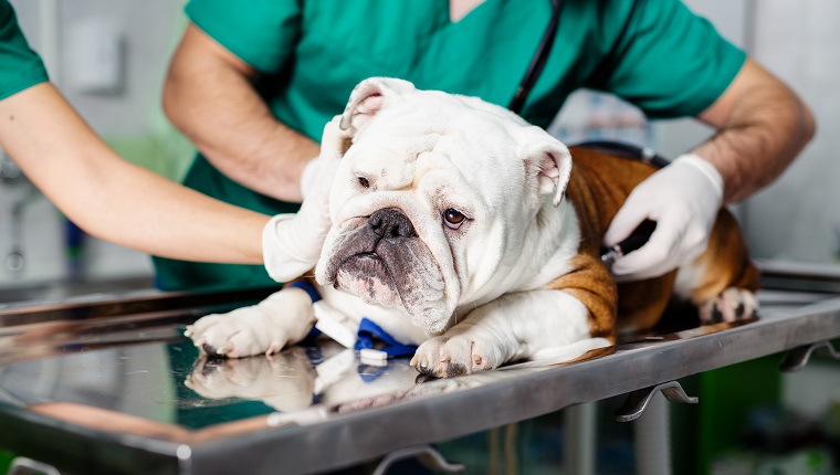 Dog examination by veterinary doctor with stethoscope in clinic