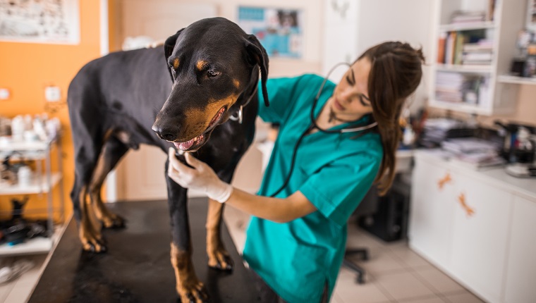 Purebred dog having a medical exam at veterinarian's office.