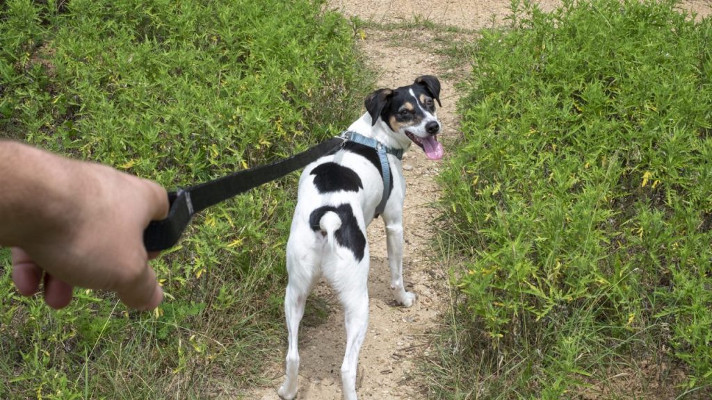 Person's hand holding a leash to walk the dog on a path but the dog is pulling.