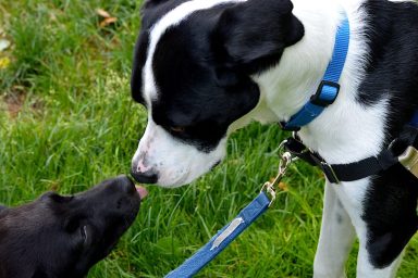 A puppy and Terrier Mix meet each other.