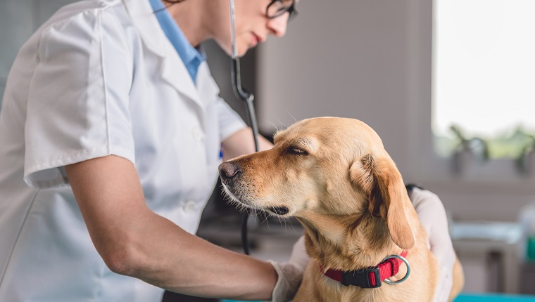 Young female veterinarian checking up the dog at the veterinarian clinic