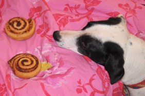 Funny photo of a dog & cinnamon rolls