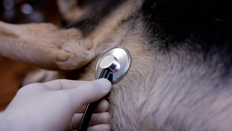 veterinary concept, stethoscope in the heart of a dog.