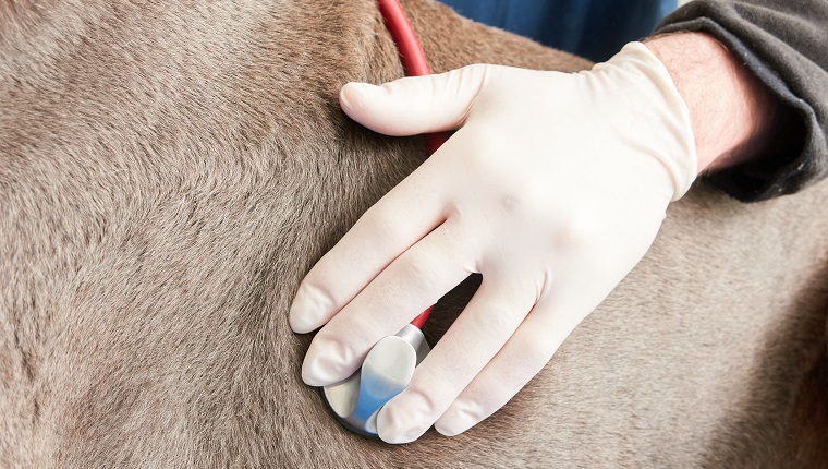 Dog being checked with a stethoscope by the vet, no faces shown, close up look