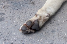 Sleeping dog - San Jose, Costa Rica