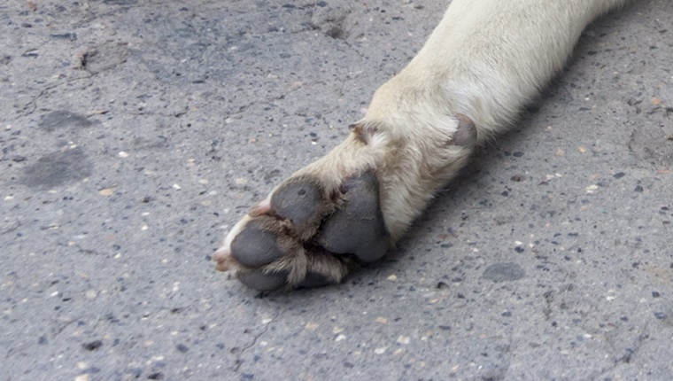 Sleeping dog - San Jose, Costa Rica