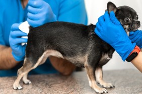 Veterinarians clean the paraanal glands of a dog in a veterinary clinic. A necessary procedure for the health of dogs. Pet care.