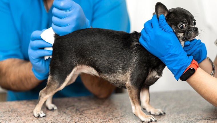 Veterinarians clean the paraanal glands of a dog in a veterinary clinic. A necessary procedure for the health of dogs. Pet care.