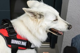 Man on electric wheelchair, and his assistance dog. A service dog closes a home front door by pulling a rope tied to a door pull handle.