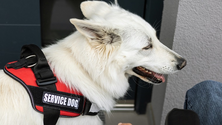 Man on electric wheelchair, and his assistance dog. A service dog closes a home front door by pulling a rope tied to a door pull handle.