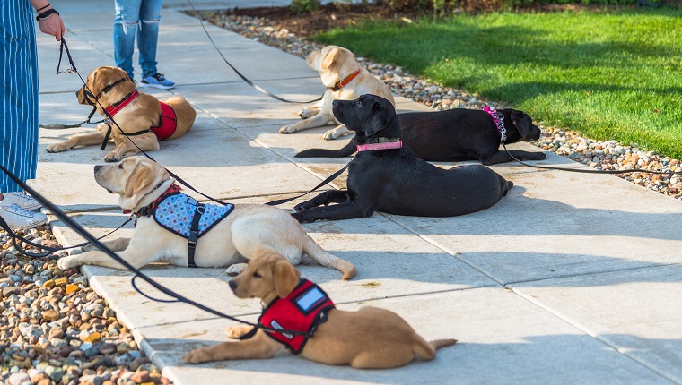 free service dogs