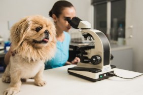 Female vet with dog and microscope. Female researcher with a microscope. Laboratory in the Veterinary Clinic. Focus on the dog.