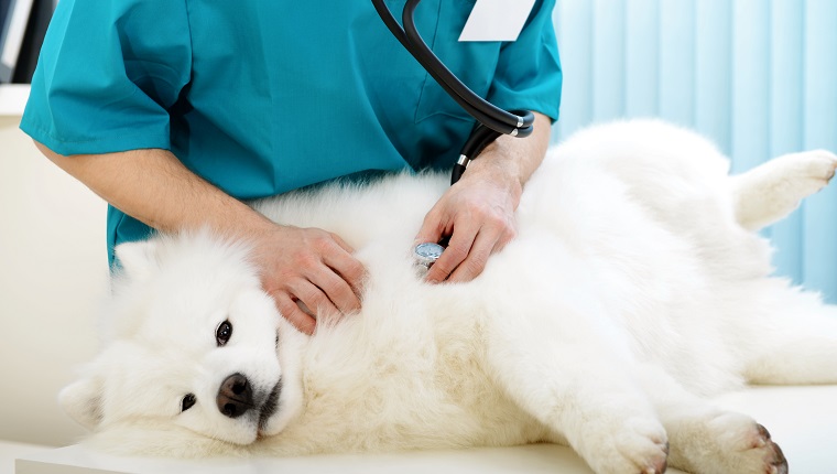 Samoyed dog on the examination by a veterinarian