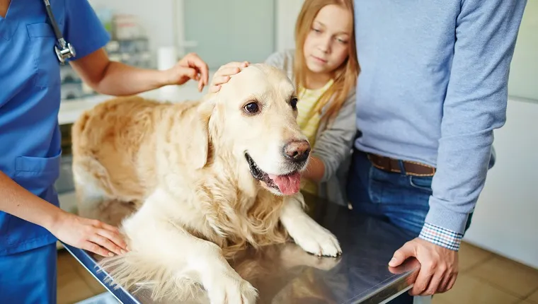 Cute pet and his owners visiting veterinarian