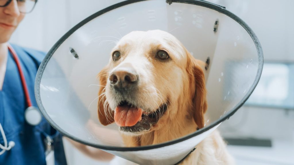 Golden Retriever dog wearing surgery collar after neutering