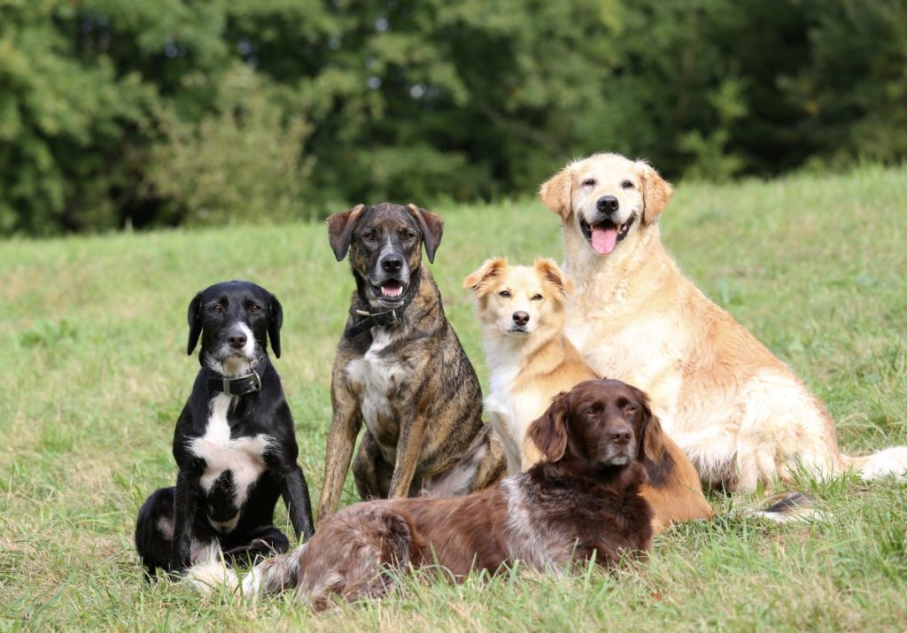 group of dogs different ages and stages